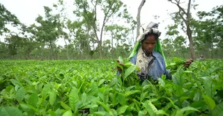 মজুরি বৈষম্যে সংকটে চা শ্রমিকরা; ত্রিপক্ষীয় আলোচনায় সমাধানের প্রত্যাশা